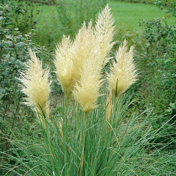 Pampasgræs Dværg `Pumila` 3 Pampasgræs Dværg `Pumila`