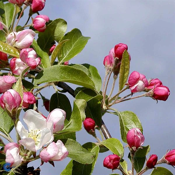 Paradisæbletræ `Gorgeous` 3 Paradisæbletræ `Gorgeous`