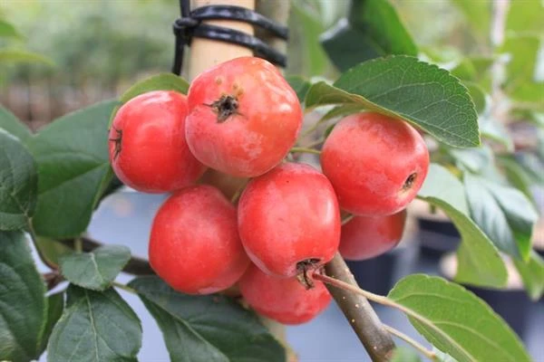 Paradisæbletræ `Red Sentinel` 3 Paradisæbletræ `Red Sentinel`
