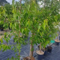 Fyldtblomstret Fuglekirsebær 'Plena'