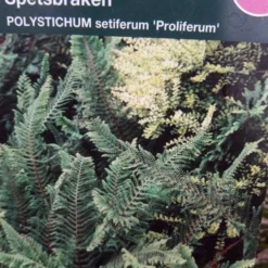 Mosbregne 'Proliferum'