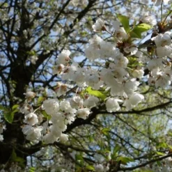 Fuglekirsebær - 'Plena' SHO 8-10 Cm