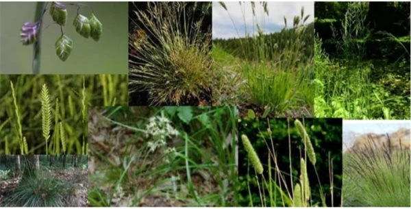 Pryd - Og Naturgræsblanding 3 Pryd - Og Naturgræsblanding