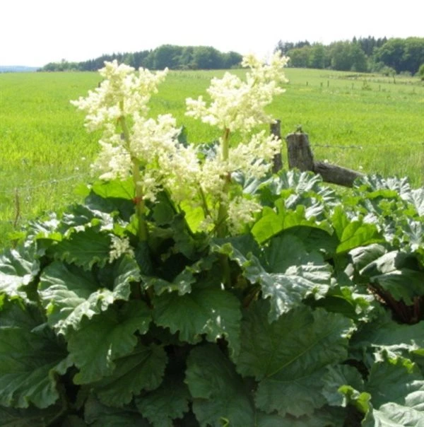 Rabarber `Timberley Early` 3 Rabarber `Timberley Early`