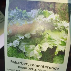 Rabarber `Apple Delight`