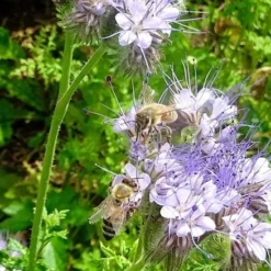Bi - Venlig Plantepakke