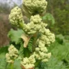 Rabarber 'Glaskins Perpetual' -Smuk Haven Salgsbutik rheum rhubarb blomst