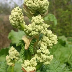 Rabarber 'Glaskins Perpetual'