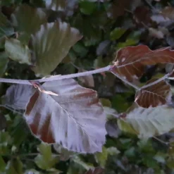Rødbøg Hækplante 50-80 Cm
