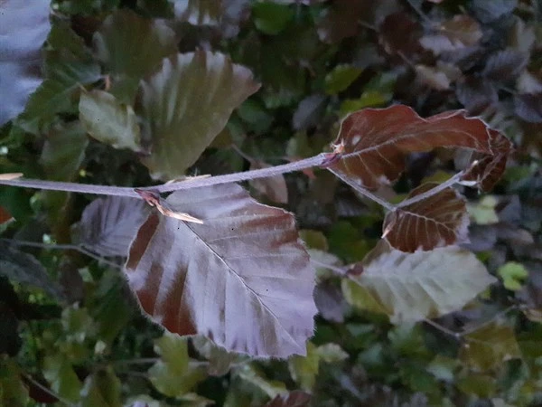 Rødbøg Hækplante 50-80 Cm 3 Rødbøg Hækplante 50-80 Cm