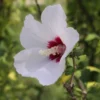 Syrisk Rose 'HELENE' -Smuk Haven Salgsbutik rose of sharon 2752319 1280