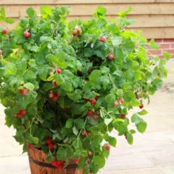 Kompakt Sommer Hindbær `Ruby Beauty`