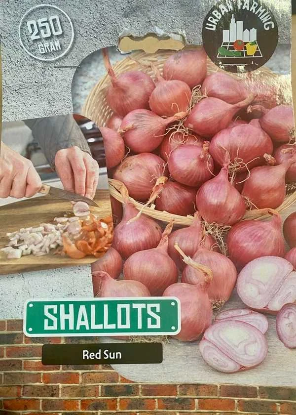 Skalotteløg 3 Skalotteløg