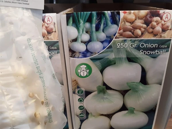 Sætteløg / Salatløg `Snowball` 3 Sætteløg / Salatløg `Snowball`
