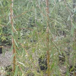 Guldhængepil - Alba `Tristis`