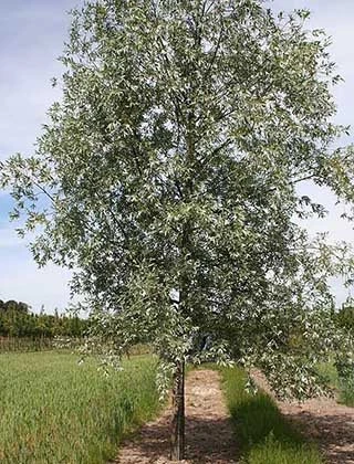 Sølvpil - Stambusk 10-12 3 Sølvpil - Stambusk 10-12