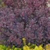 Stenurt (sedum) 3 L. Potte -Smuk Haven Salgsbutik sedum20gugplanteskole