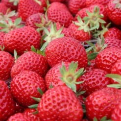 Jordbærplante `Senga Sengana` 6 Stk.