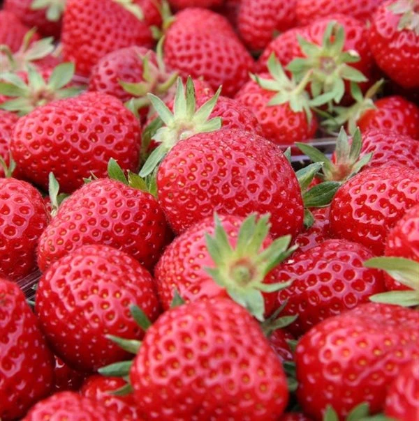 Jordbærplante `Senga Sengana` 6 Stk. 3 Jordbærplante `Senga Sengana` 6 Stk.