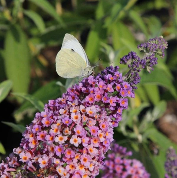 Sommerfuglebusk 'Flower Power' 3 Sommerfuglebusk 'Flower Power'