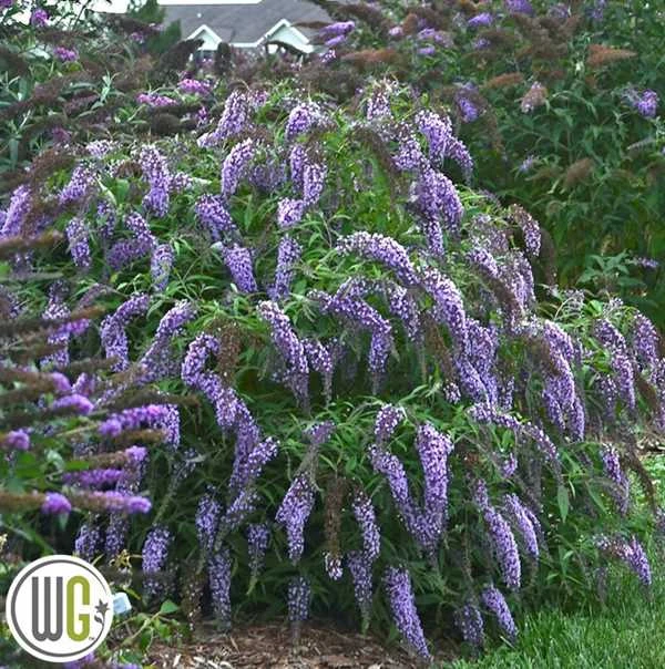 Sommerfuglebusk 'WISTERIA LANE' 3 Sommerfuglebusk 'WISTERIA LANE'