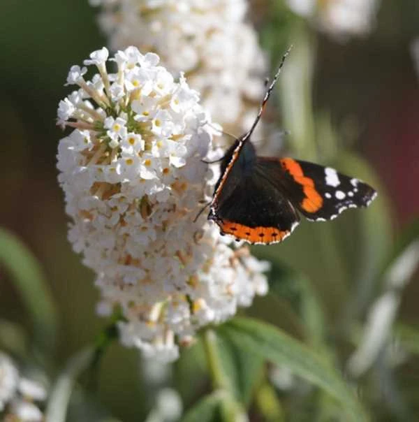 Sommerfugle Busk `White Profusion` 3 Sommerfugle Busk `White Profusion`