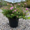 Spiraea `Little Princess` 5 Stk.
