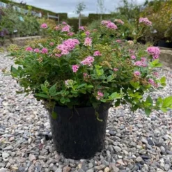 Spiraea `Little Princess` 5 Stk.