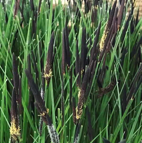 Stiv Stargræs `Gurre Sø' 3 Stiv Stargræs `Gurre Sø'