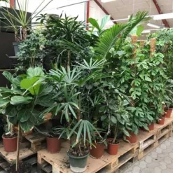 Stueplanter I Planteskolen