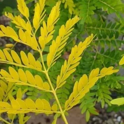 Gulbladet Tretorn 'Sunburst'