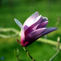 Opstammet MAGNOLIA 'SUSAN'