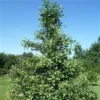 Ginkgo Biloba 150-175 Cm -Smuk Haven Salgsbutik tempeltrae
