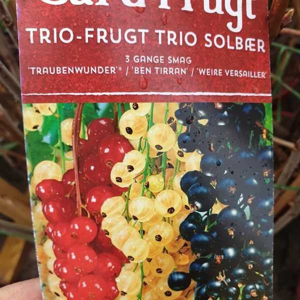 Ribes I 3 Farver 3 Ribes I 3 Farver