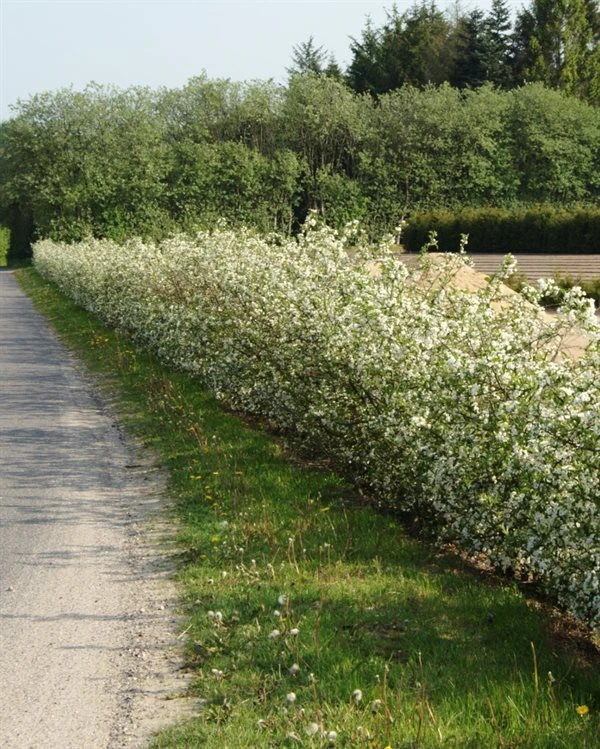 Sargentsæble 40-60 Cm 3 Sargentsæble 40-60 Cm