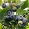 Blåbær 'Elliott' 1 Blåbær 'Elliott' -Smuk Haven Salgsbutik vaccinium elliott