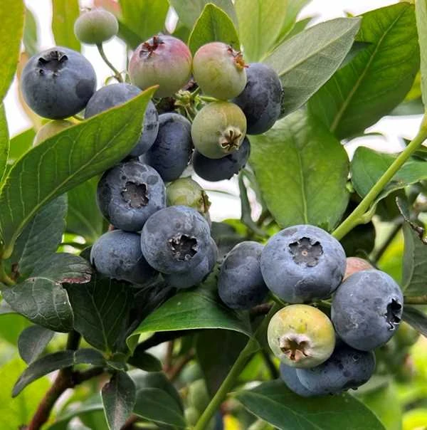 Blåbær 'Elliott' 3 Blåbær 'Elliott'