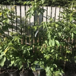 Valnøddetræ `Buccaneer`