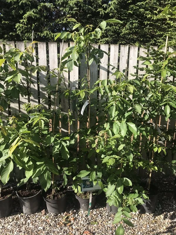 Valnøddetræ `Buccaneer` 3 Valnøddetræ `Buccaneer`