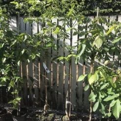 Valnødtræ `Plovdivski`