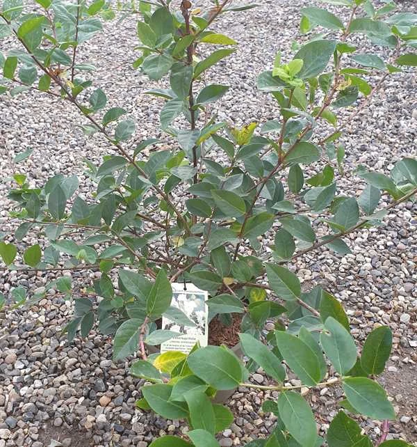 Vinterkaprifolie 3 Vinterkaprifolie