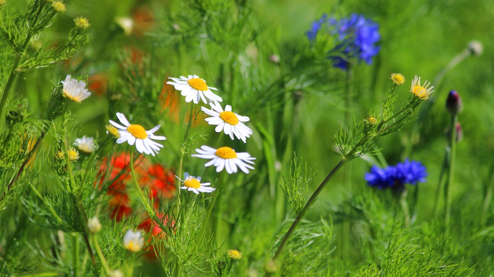 Smuk Haven Salgsbutik -Smuk Haven Salgsbutik 1